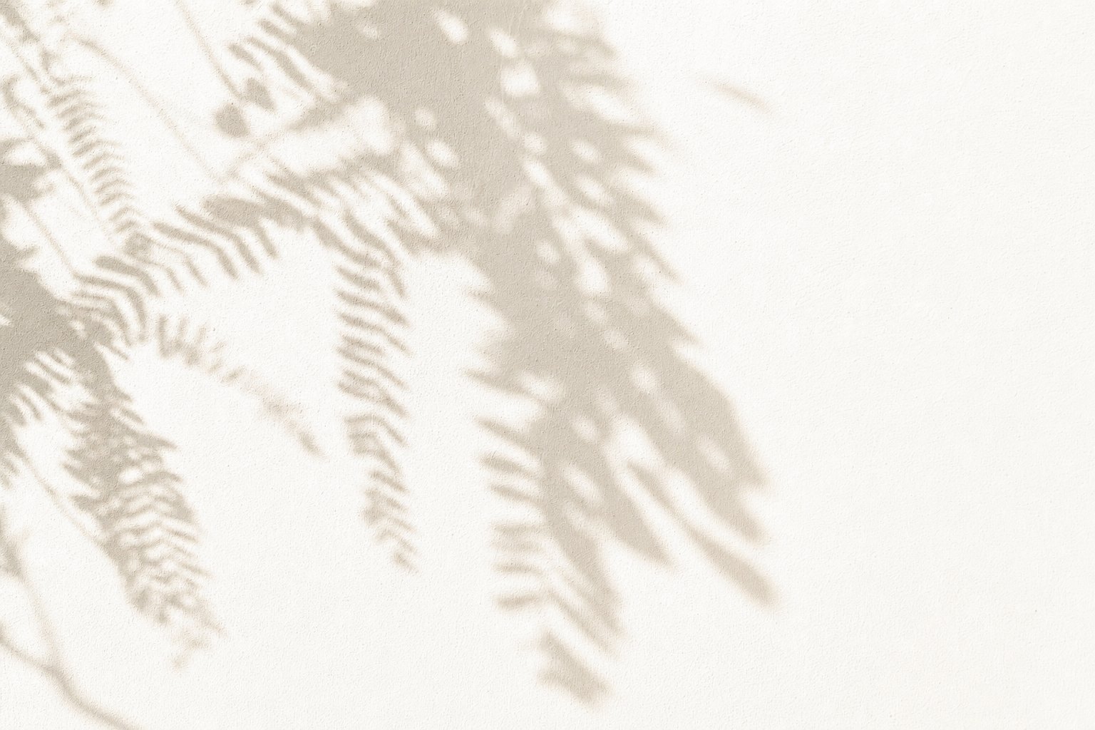 Fern shadows on a white wall